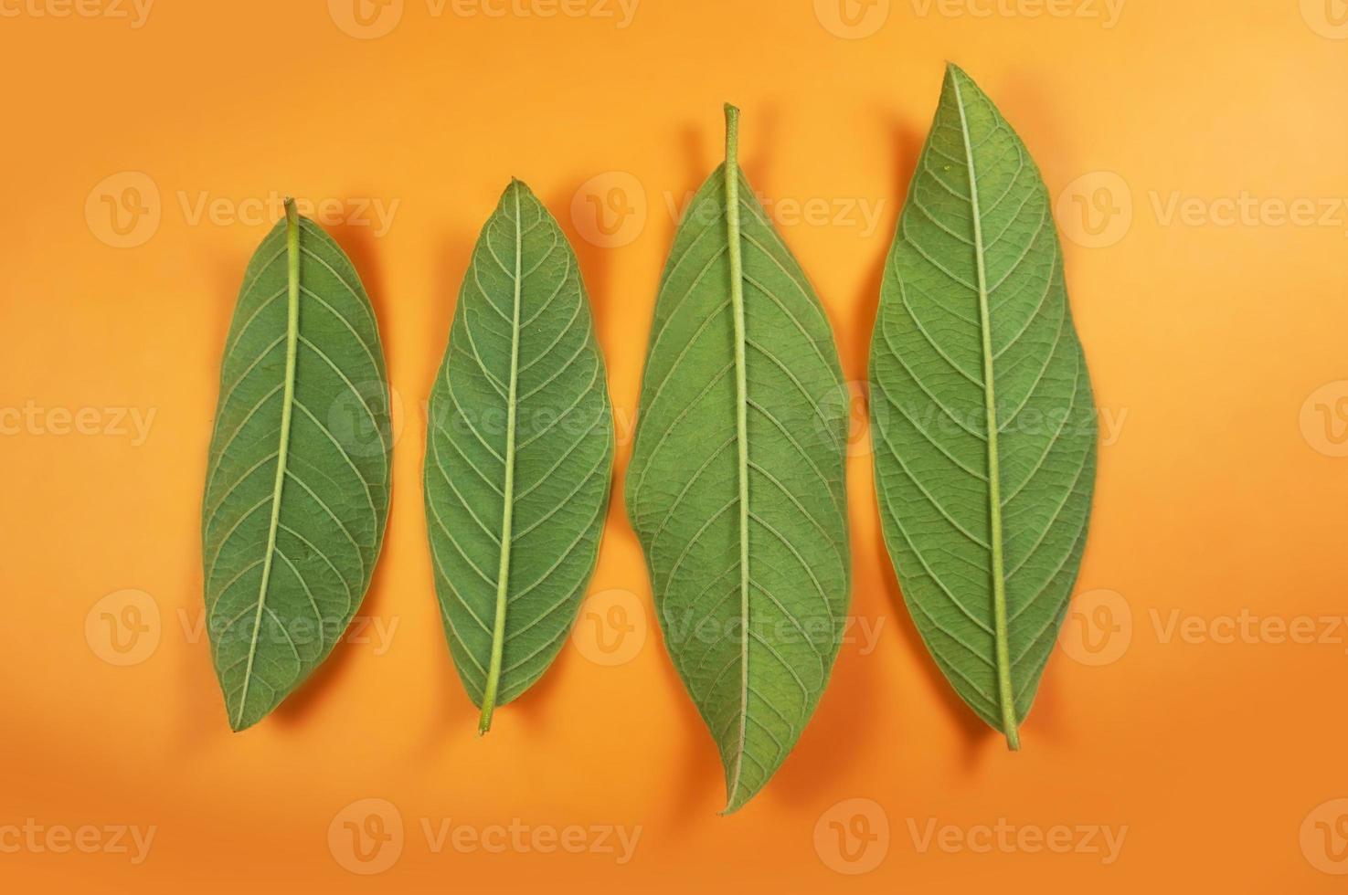 Pattern guava leaves isolated on orange background photo
