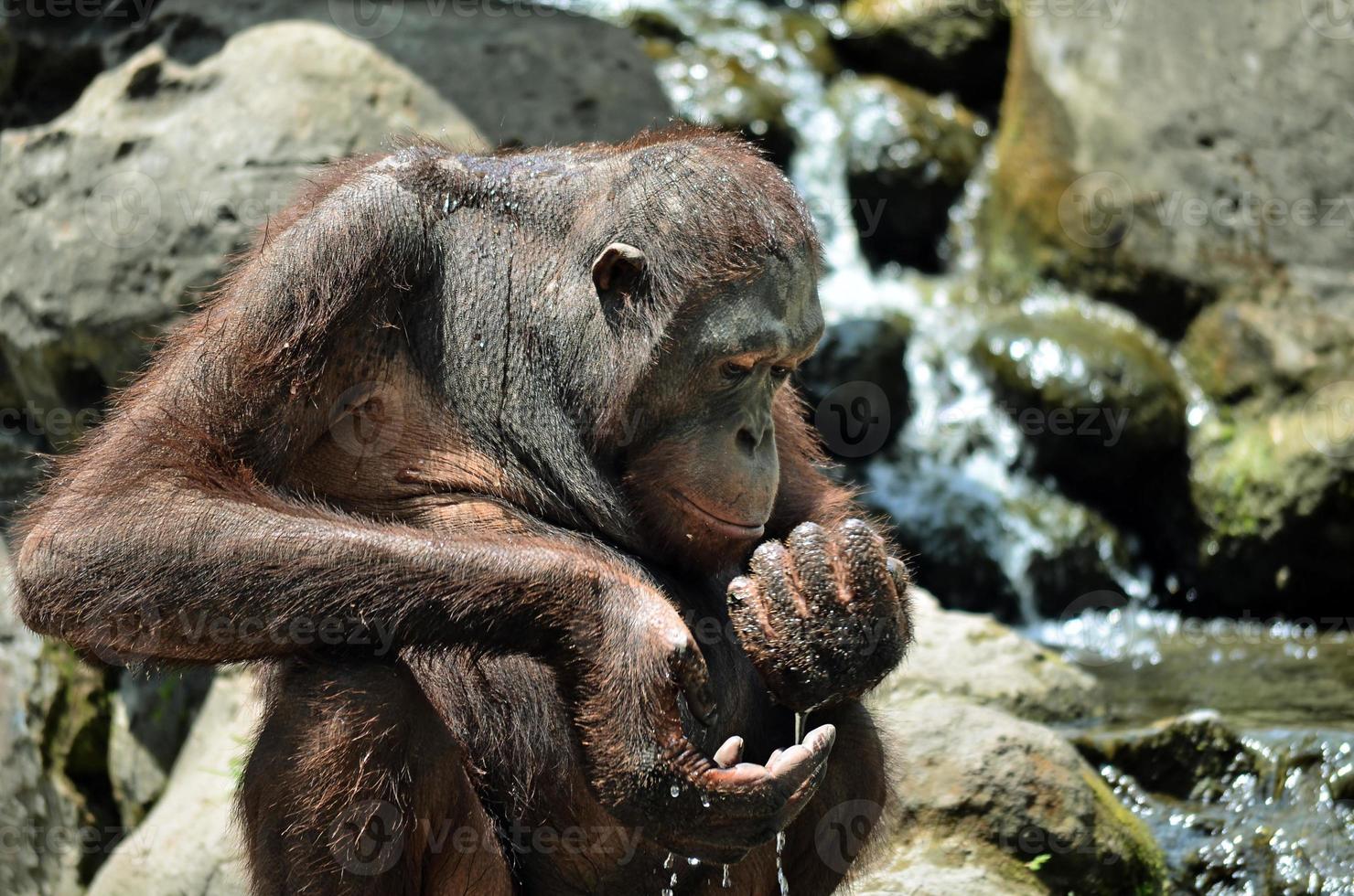 orangutans are drinking water in the zoo photo