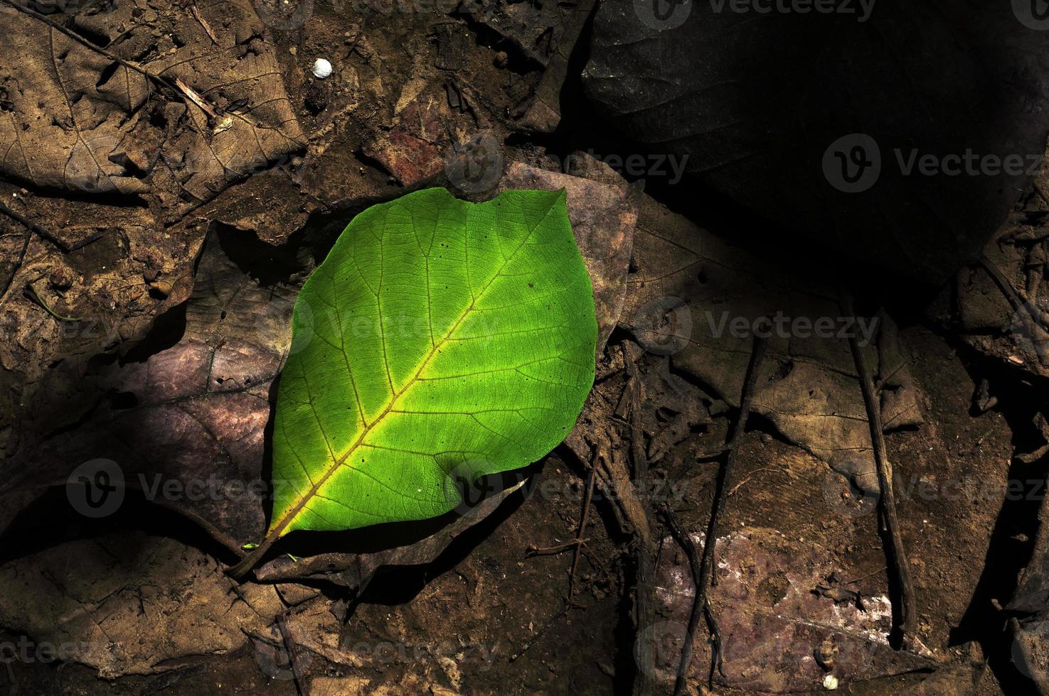 Green leaf on dry leaf background. photo