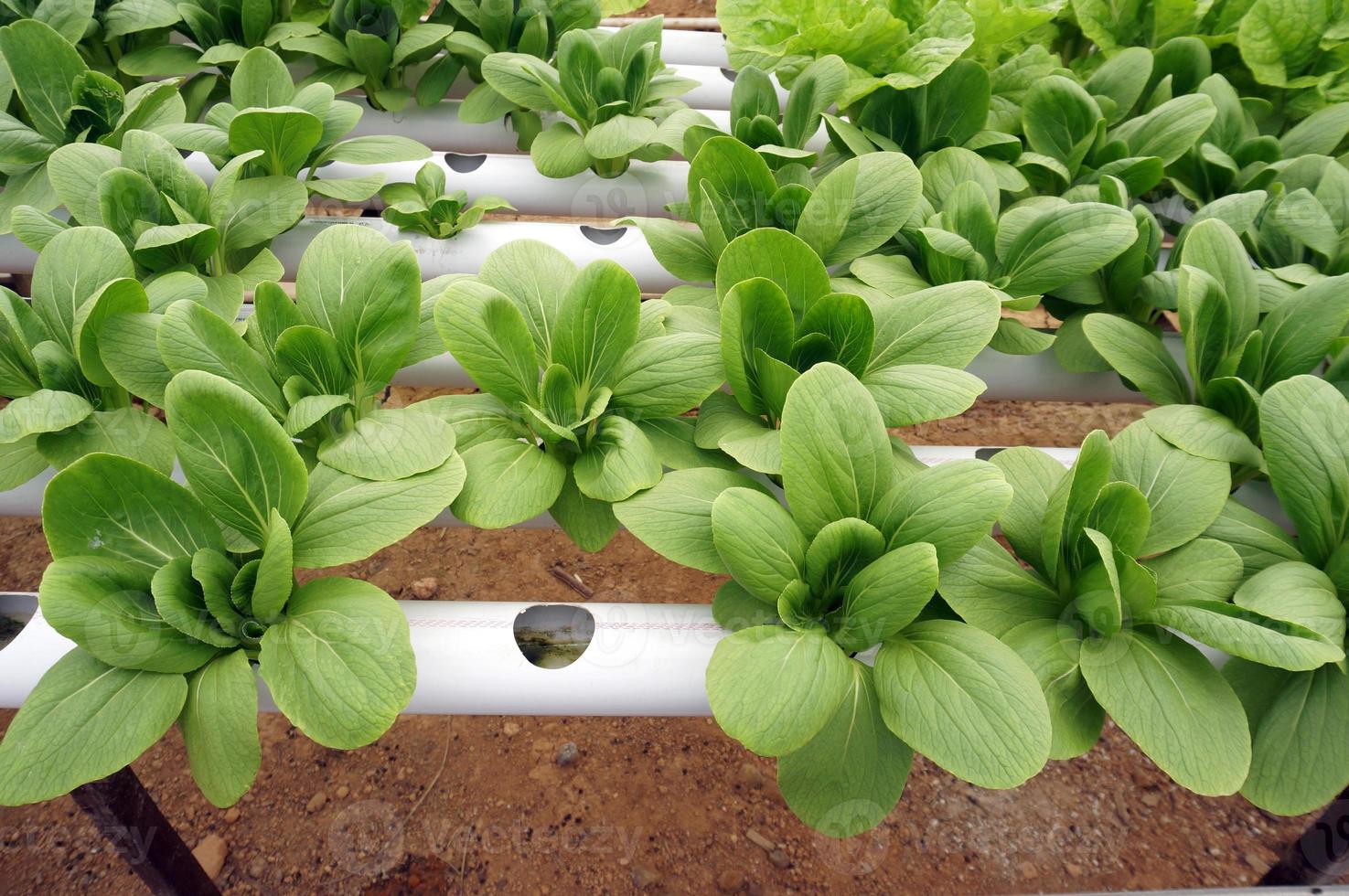 Hydroponic pakchoy in hydroponic pipe. Hydroponic vegetable farm. photo