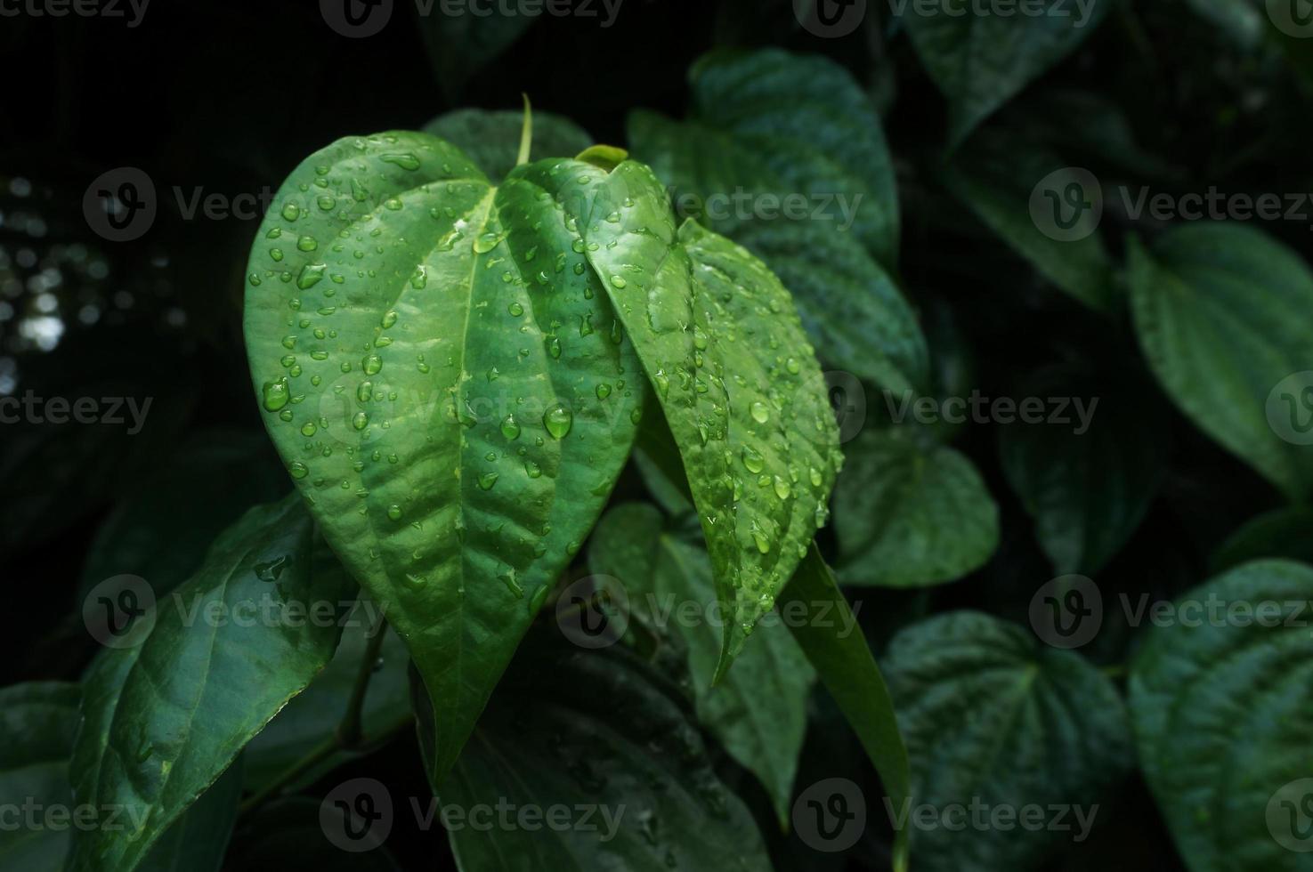 daun sirih or betel leaf photo