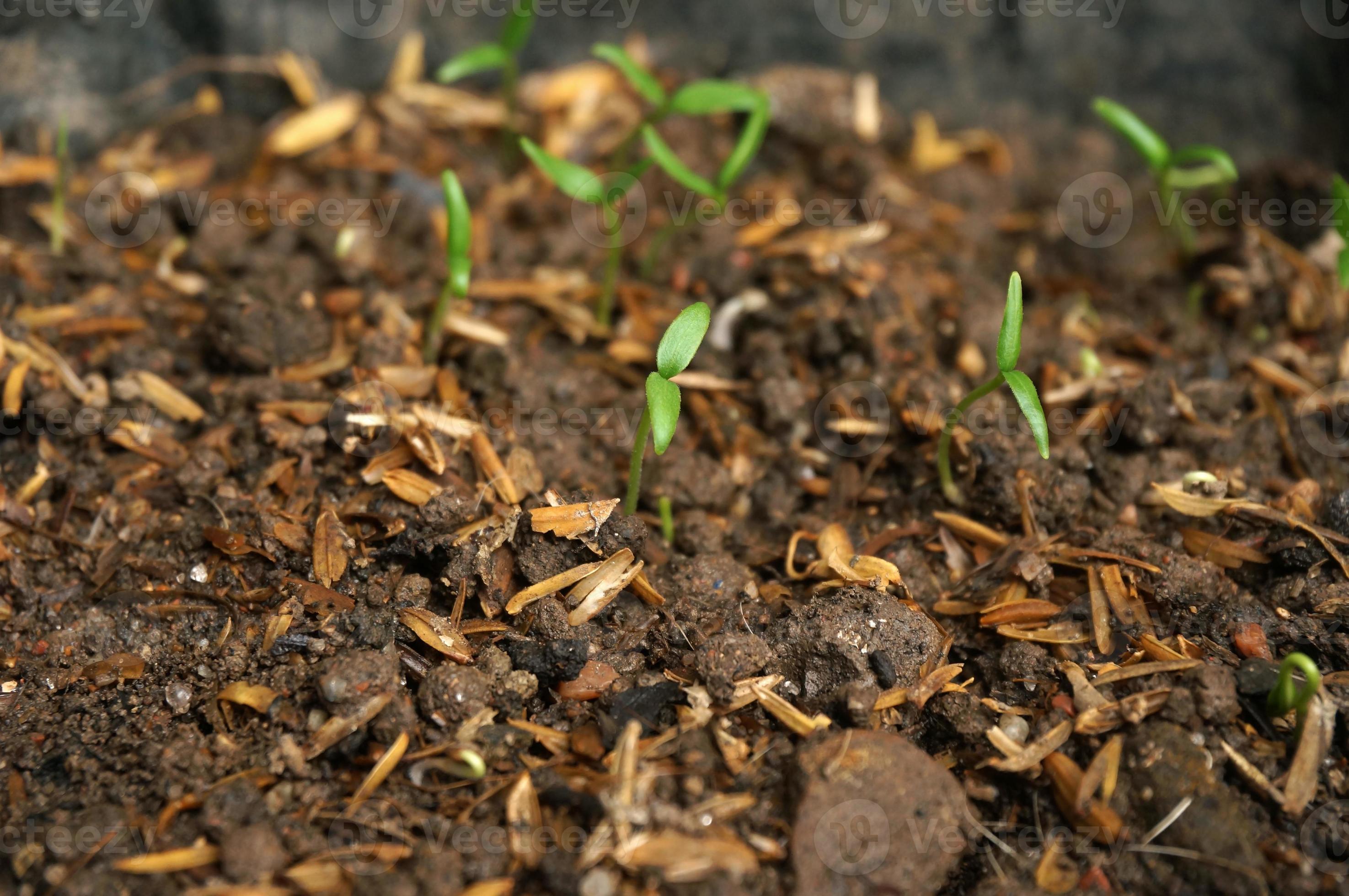 Cayenne pepper sprouts and in polybag. Selective focus. 14200162 Stock