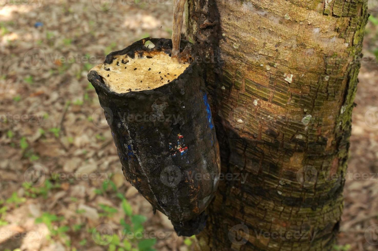 Rubber tree plantation. Milky latex extracted from rubber tree . Selective Focus. photo