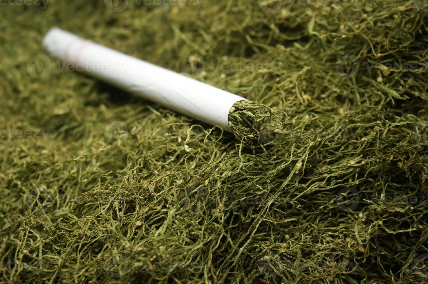 Green Gayo Tobacco. Tobacco from aceh-Indonesia. The uniqueness of this product that makes it different from other tobaccos, is the aroma and taste of smoking which is similar to marijuana. photo