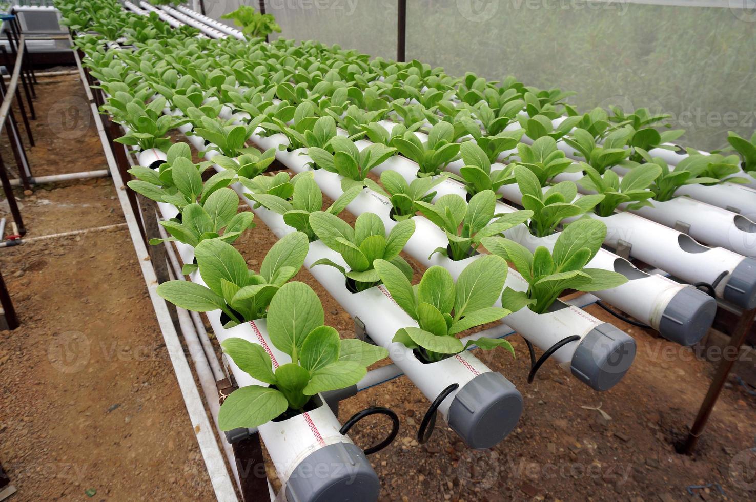 Hydroponic pakchoy in hydroponic pipe. Hydroponic vegetable farm. photo