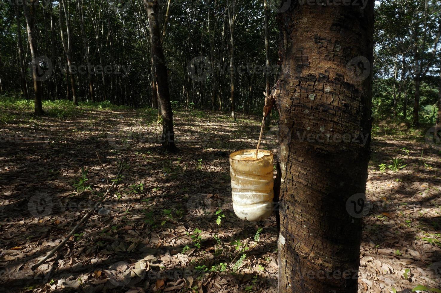 Rubber tree plantation. Milky latex extracted from rubber tree . Selective Focus. photo