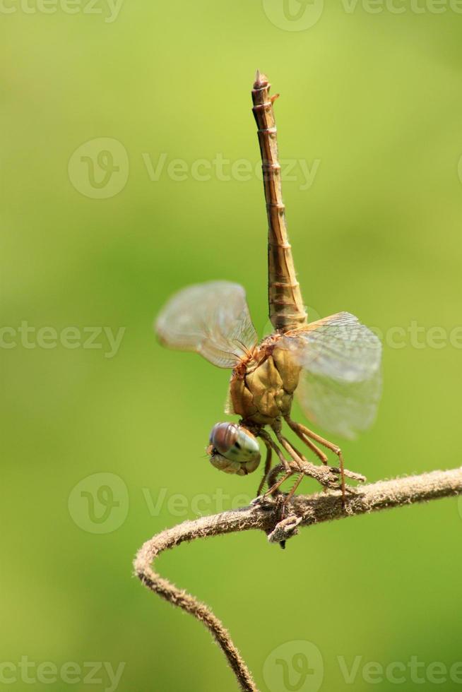 Close up  dragonfly with bokeh blurred background. Selective and soft focus. Macro Photography photo