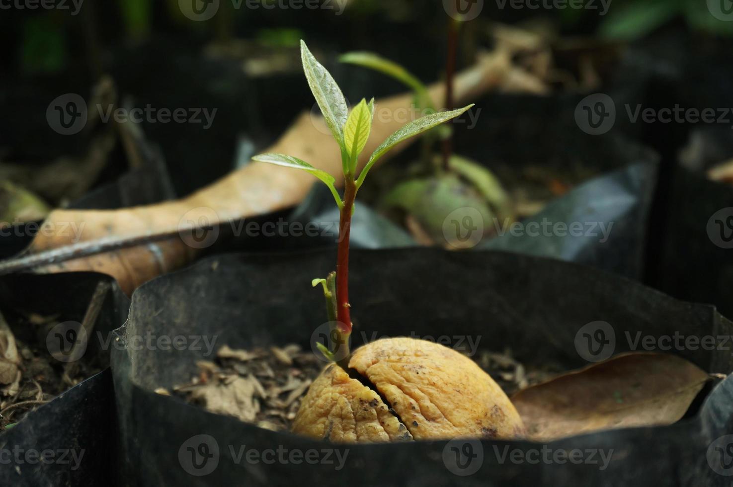 los brotes de primer plano crecen a partir de semillas de aguacate en bolsas de plástico. foto