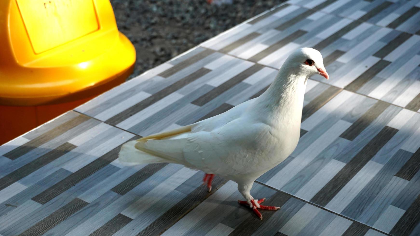 a dove is standing on a ceramic photo