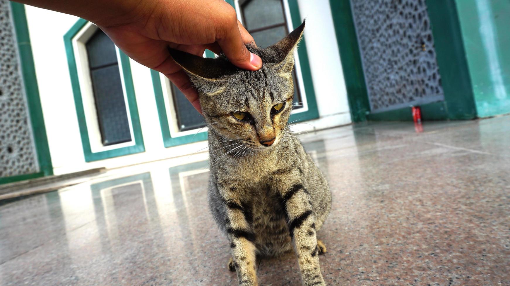 un gato rayado se rasca la cabeza por alguien foto