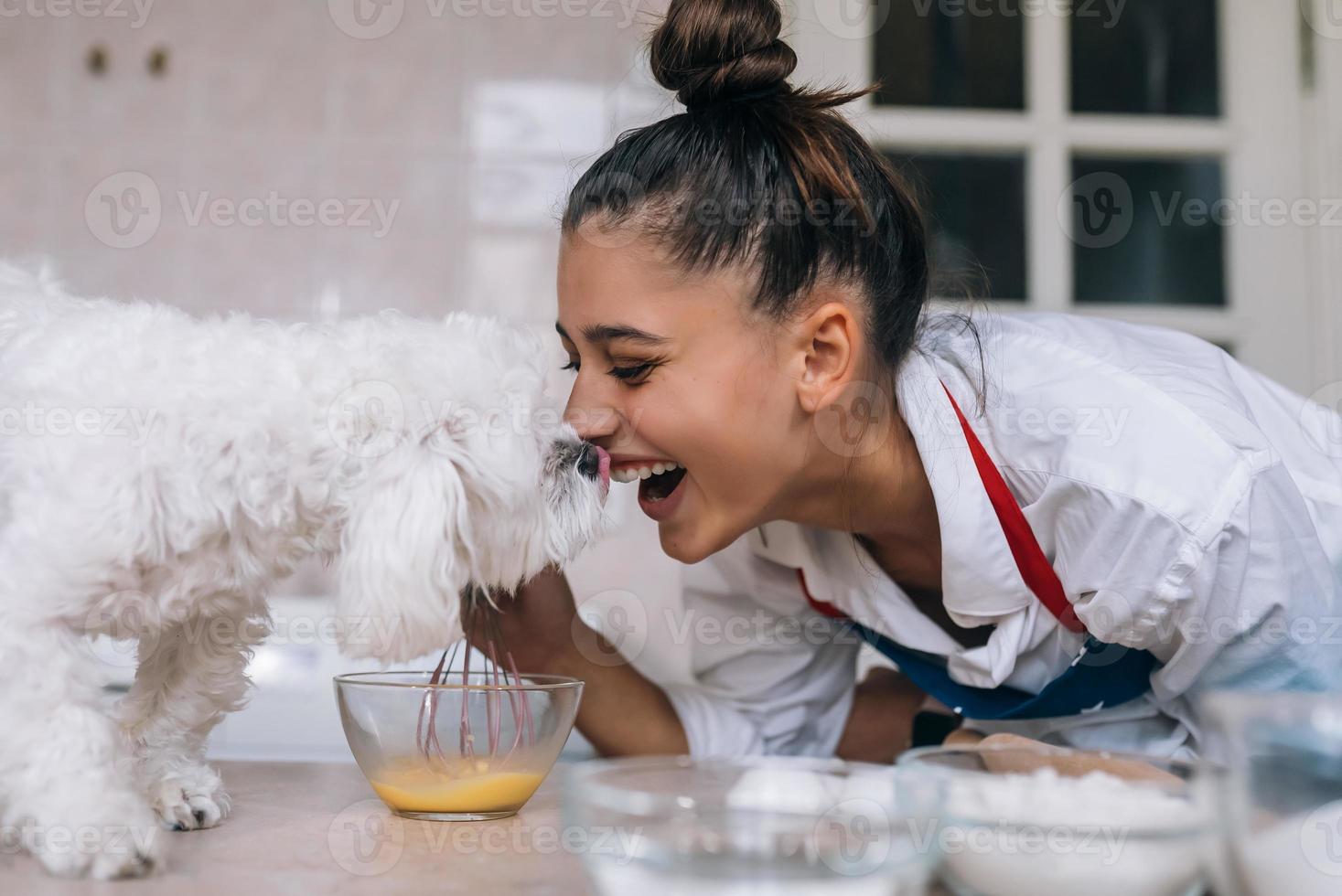 Cute white Maltese dog sniffing meal on the table photo