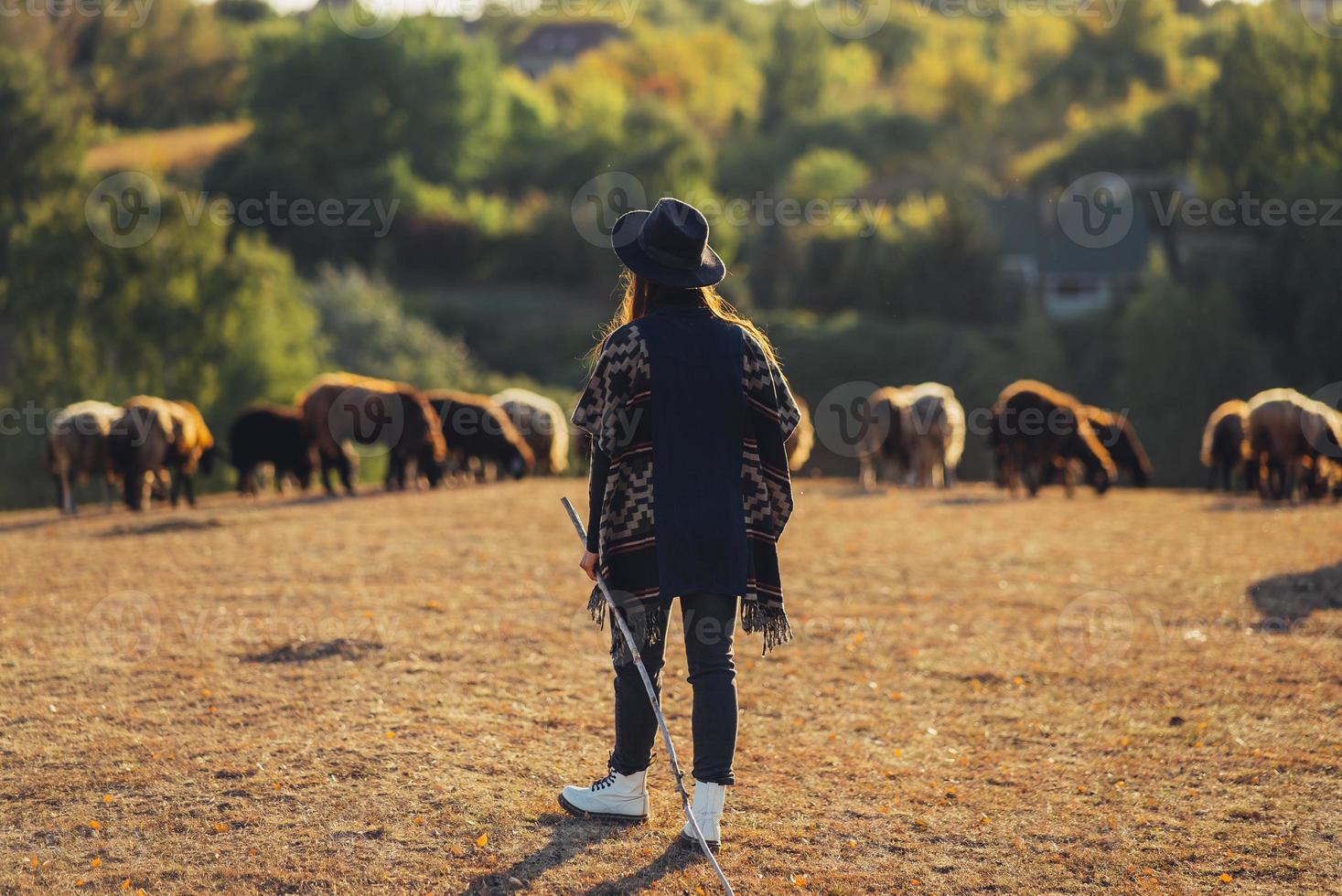 Female shepherd and flock of sheep at a lawn photo