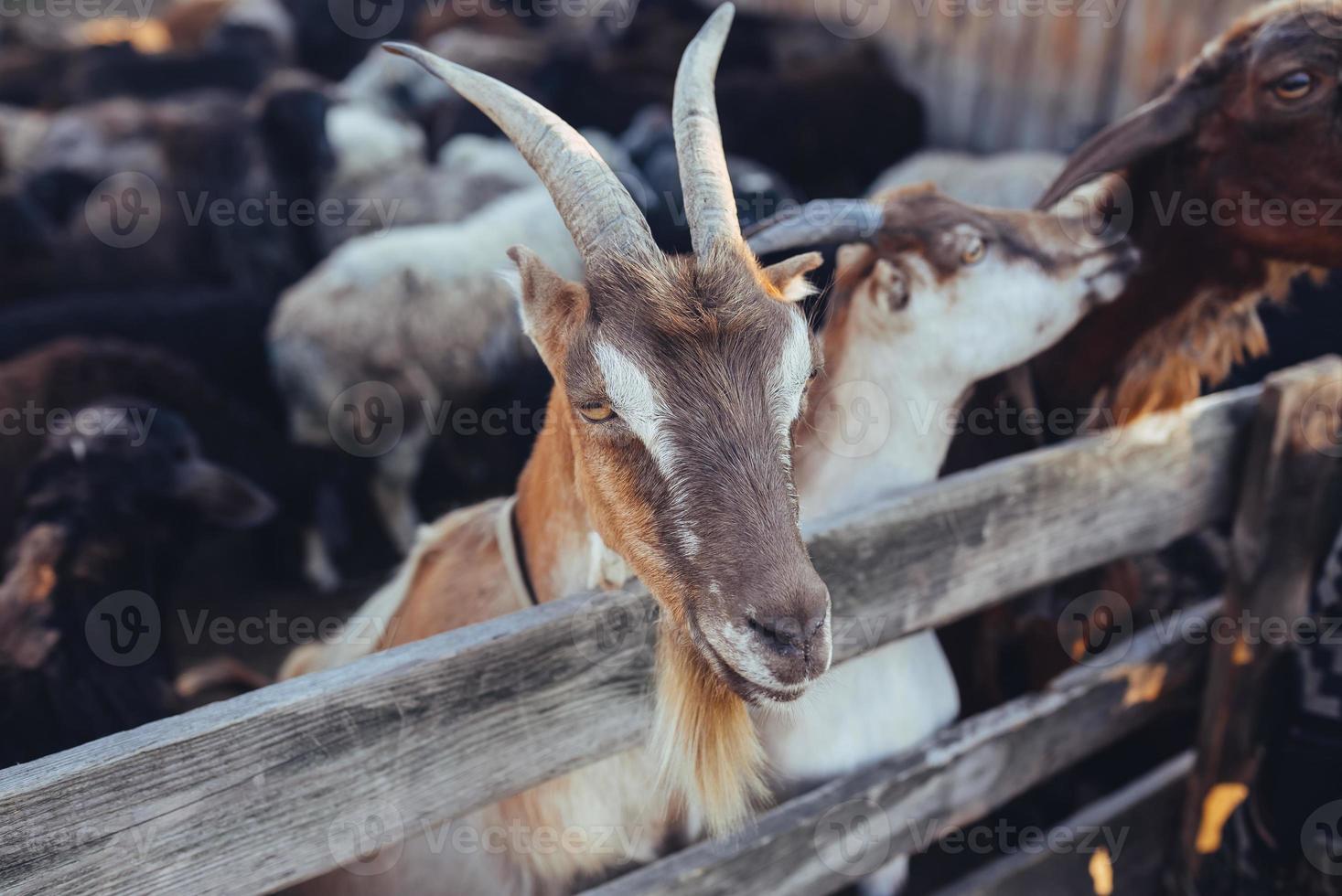 Curious goat in wooden corral looking at the camera photo