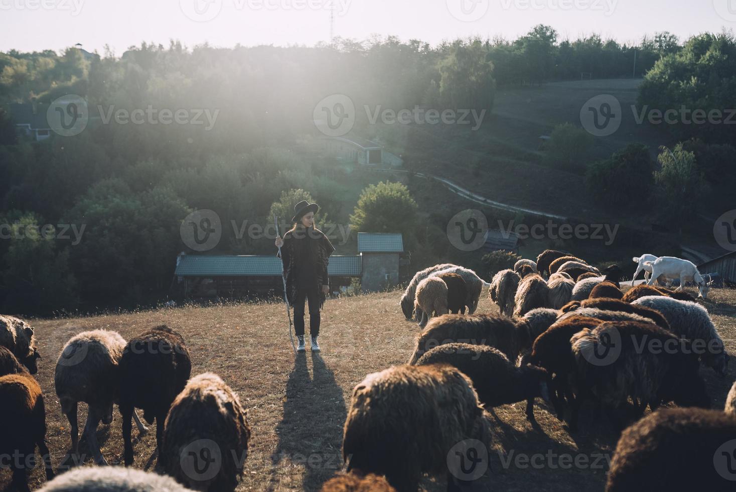 Female shepherd and flock of sheep at a lawn photo