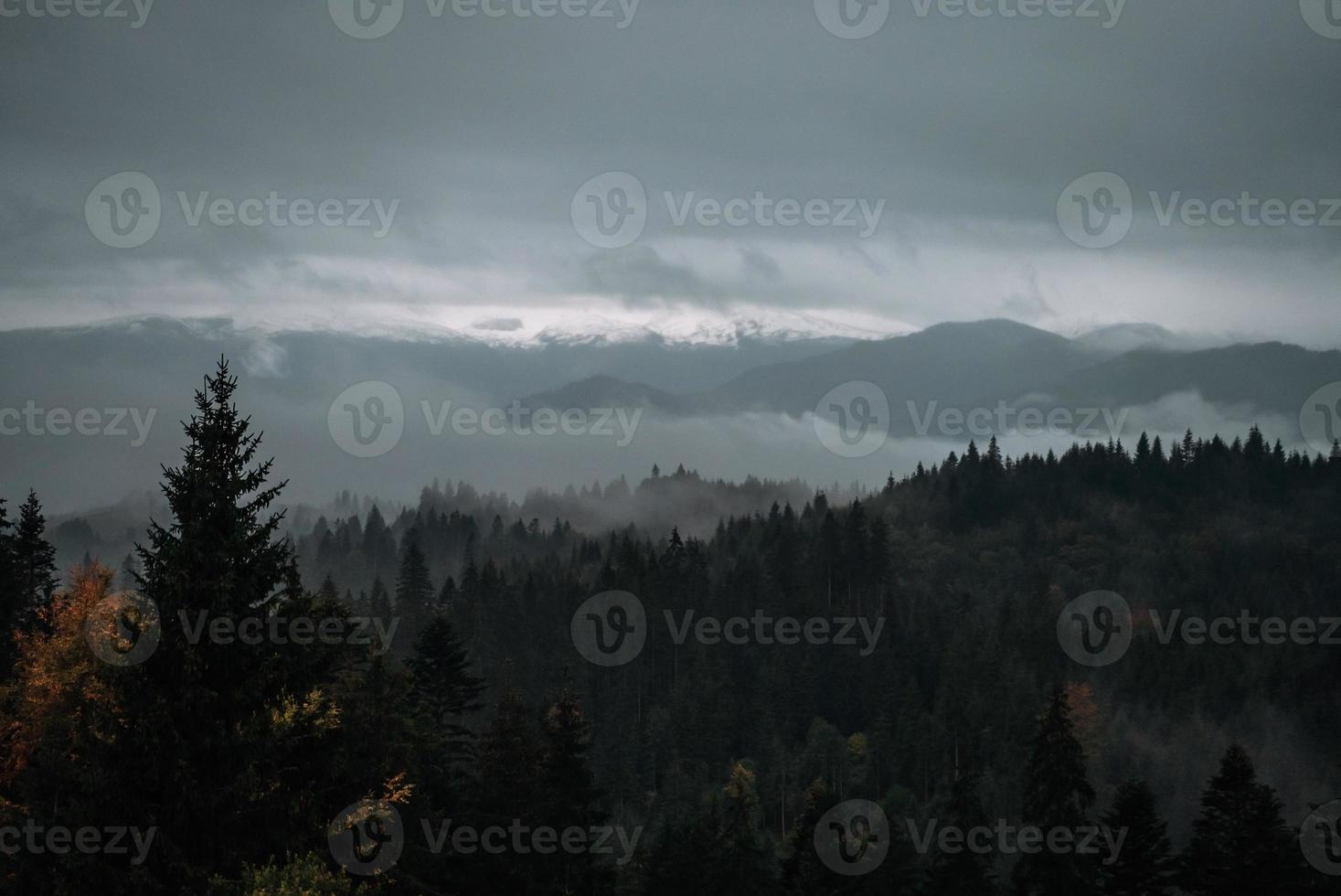 Coniferous Forest and Mountains Landscape Travel serene scenery photo