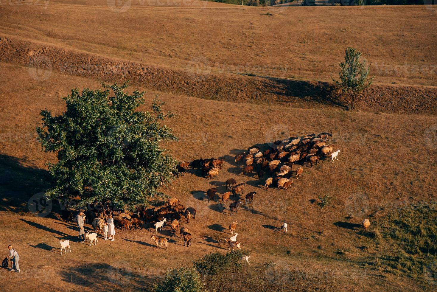 A family with a flock of sheep on a meadow photo