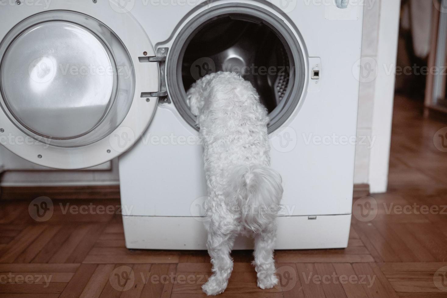 Cute little white dog looking in to washing machine. photo
