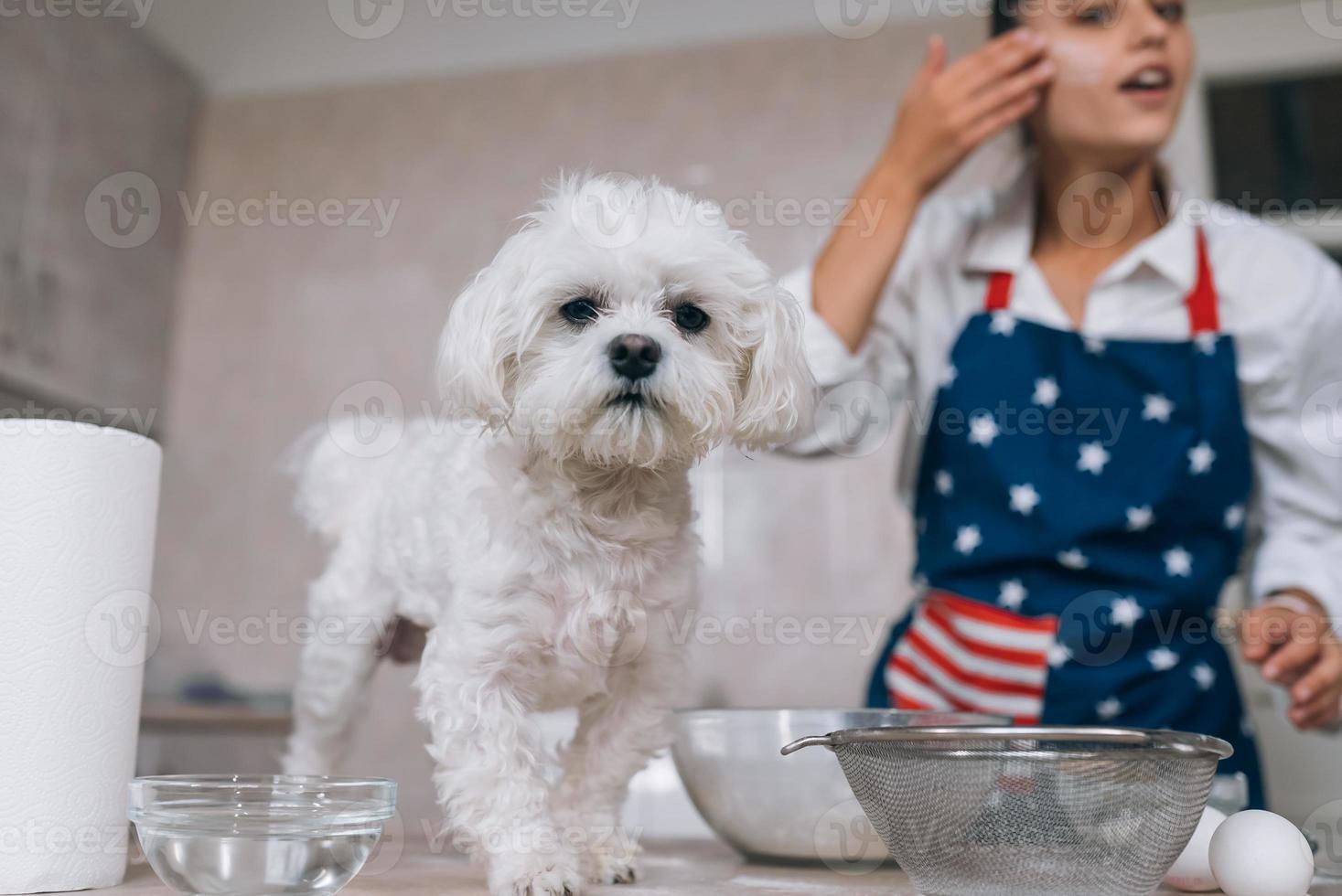 mujer joven y lindo perro maltés blanco sobre la mesa foto