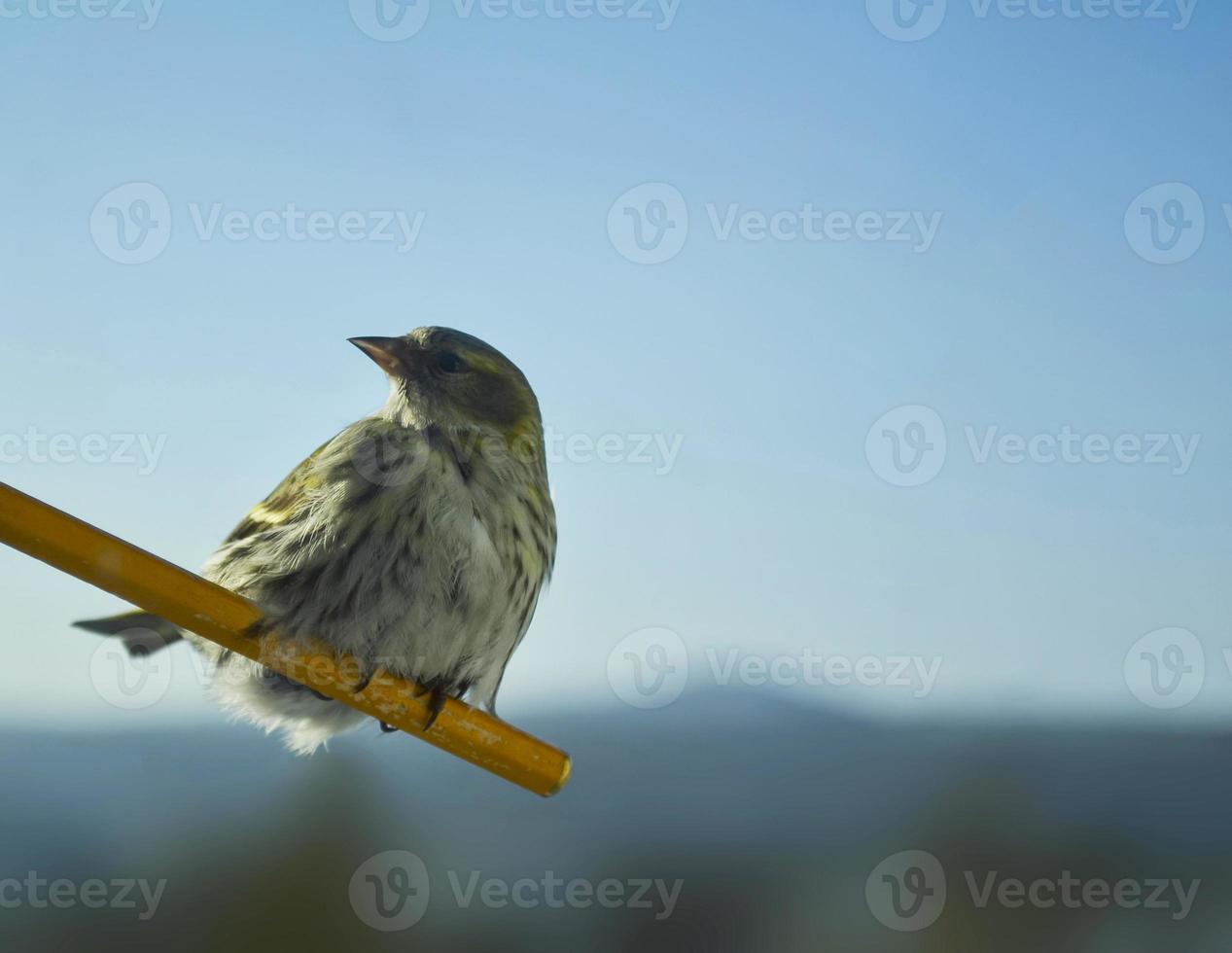 Siskin bird photo. photo