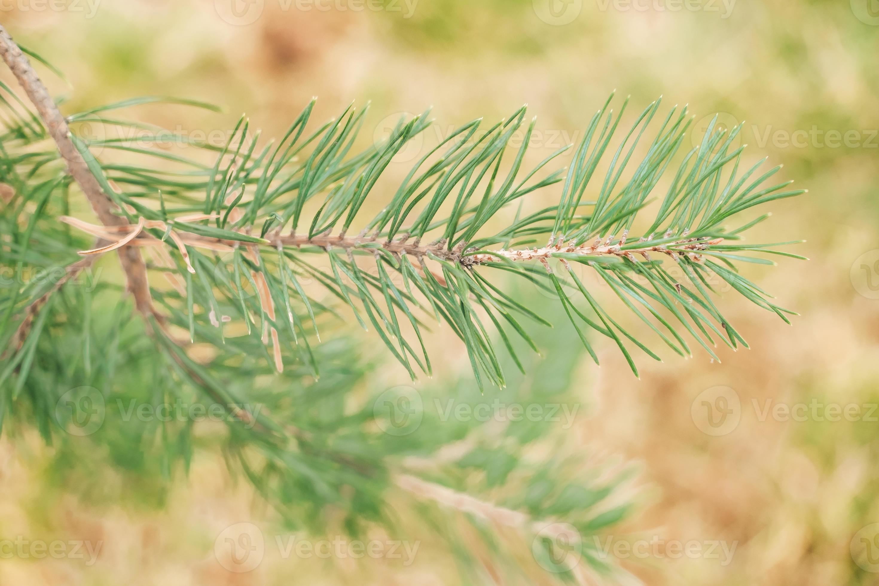Spruce branch. Beautiful branch of spruce with needles. Christmas tree