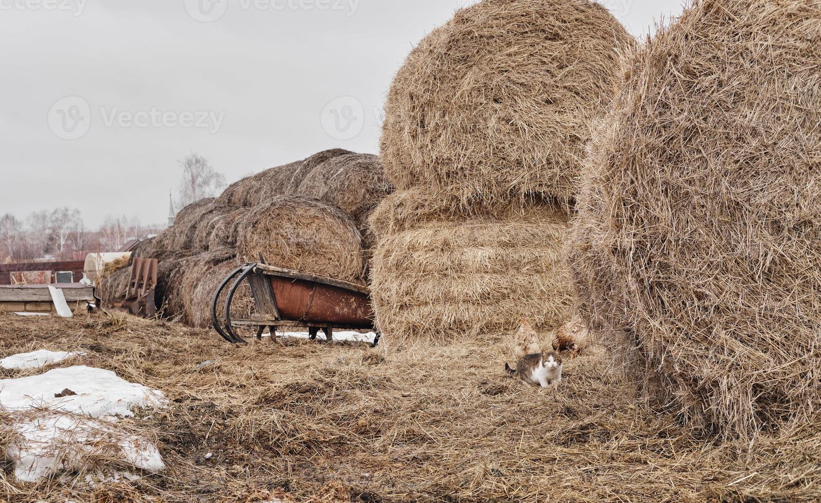 cat walks in the hayloft. Free walks with the cat photo