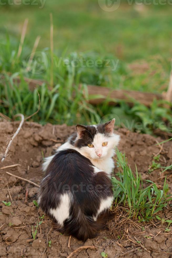 black and white cat with green eyes sits on the ground and looks into the frame. Fluffy cat on the street. Free and street cat by the grass photo