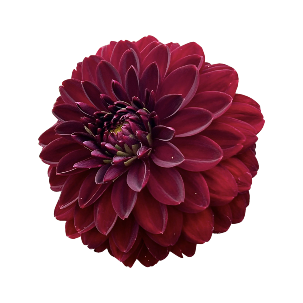 Dahlia Arabian Night png