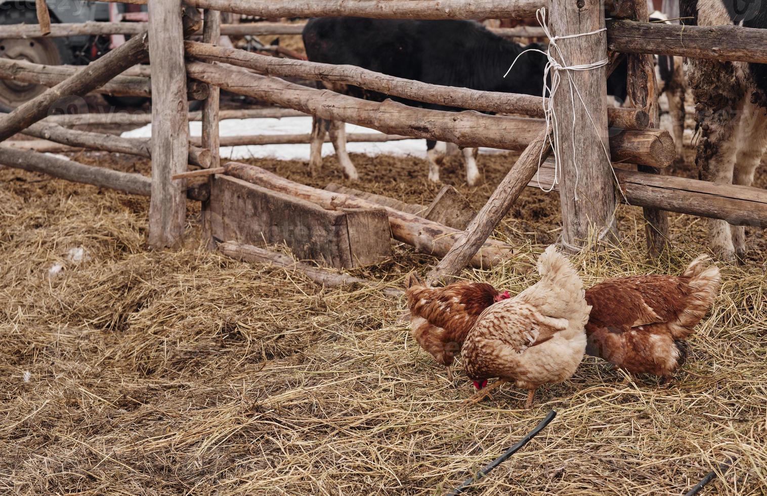 farmyard, red chicken and cow in farm photo