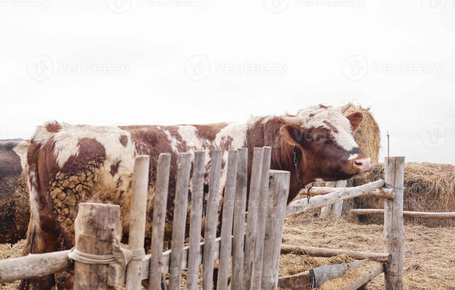 toro rojo detrás de una valla de madera. animales de granja. hermoso macho toro foto