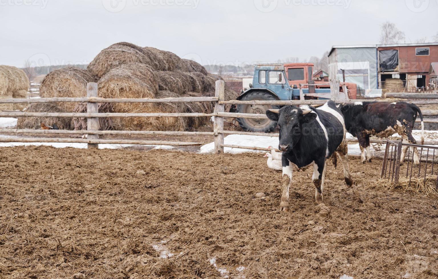 vacas blancas y negras en el barro de la granja mirando la cámara foto