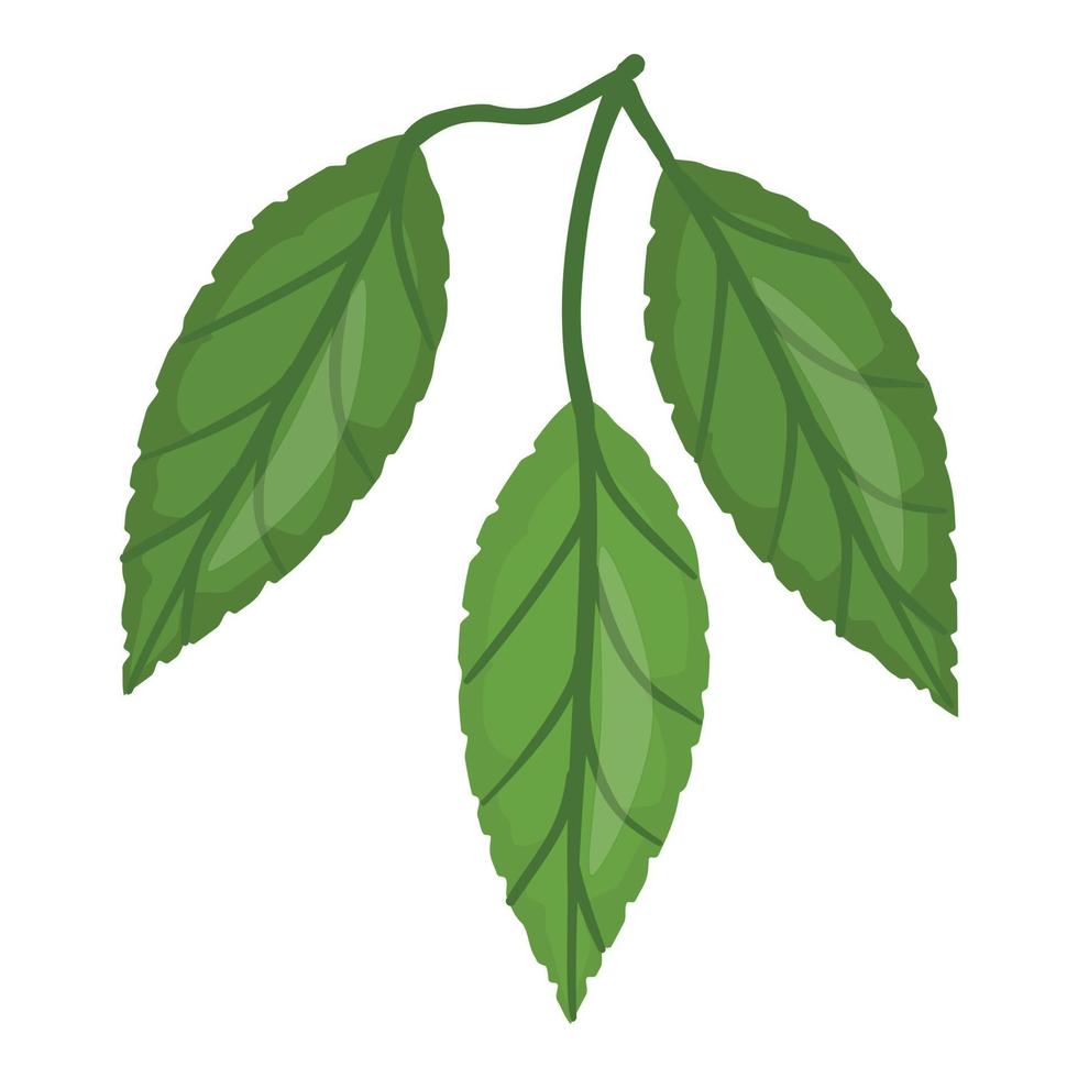 Cocoa leaf tree icon cartoon vector. Bean plant vector