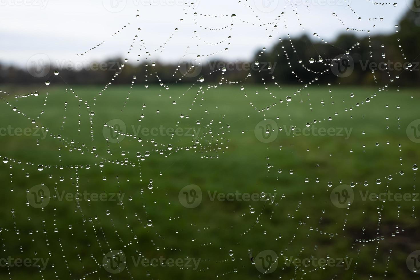 Spider silk in raindrops or dew, in the early morning, against the backdrop of a green meadow. Spiderweb insect trap. photo