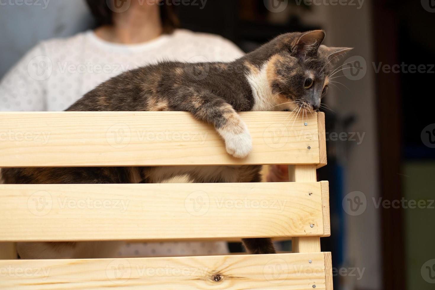 Funny, curious cat stands in a wooden box held by a woman. Concept of games with pets. Owner is entertaining his adored animal. photo