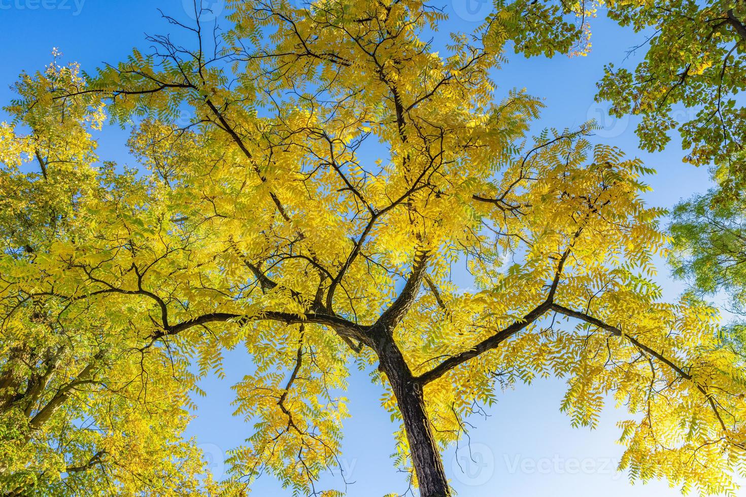 Autumn forest background. Vibrant color tree, red orange foliage in fall park. Sunny day weather, bright light banner. Panoramic nature landscape, soft pastel colors, dream nature, sunset autumnal photo