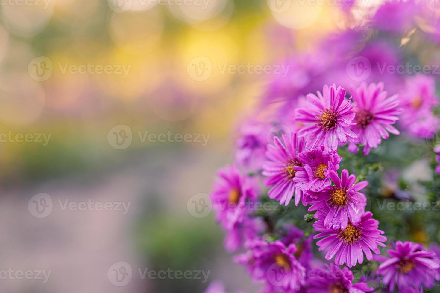 Chrysanthemum flowers blooming in a garden. Beauty autumn flowers. Bright vivid colors, flowers in garden sunset light. Vintage nature outdoor autumn closeup. Abstract peaceful blooming blur bokeh photo