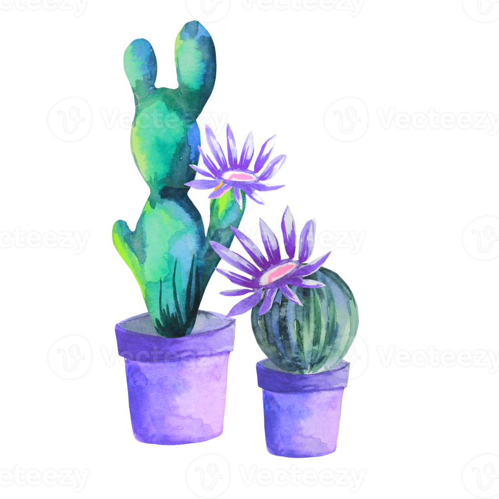 flowering cactus in a pot png