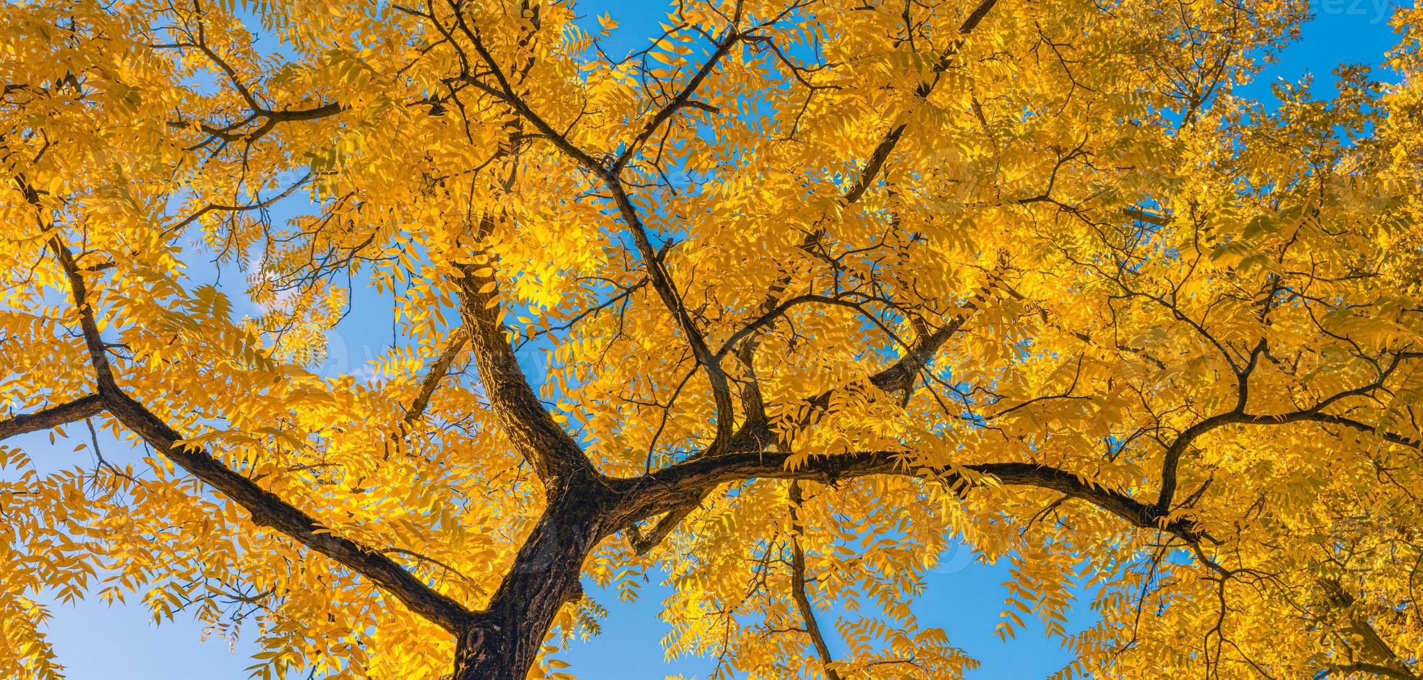 Autumn forest background. Vibrant color tree, red orange foliage in fall park. Sunny day weather, bright light banner. Panoramic nature landscape, soft pastel colors, dream nature, sunset autumnal photo