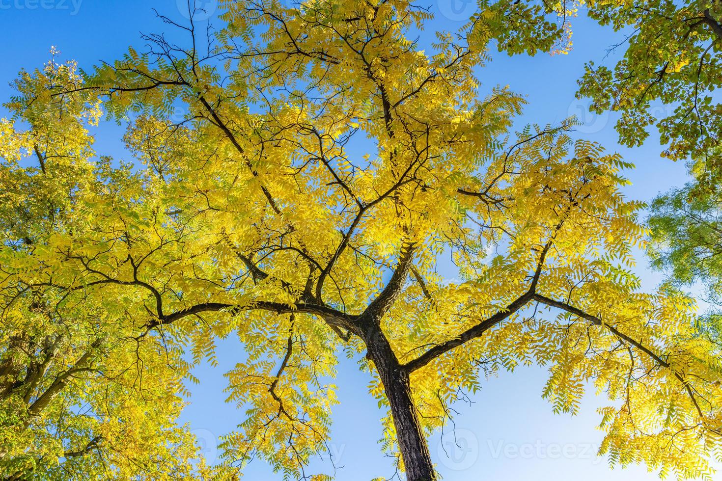 Autumn forest background. Vibrant color tree, red orange foliage in fall park. Sunny day weather, bright light banner. Panoramic nature landscape, soft pastel colors, dream nature, sunset autumnal photo