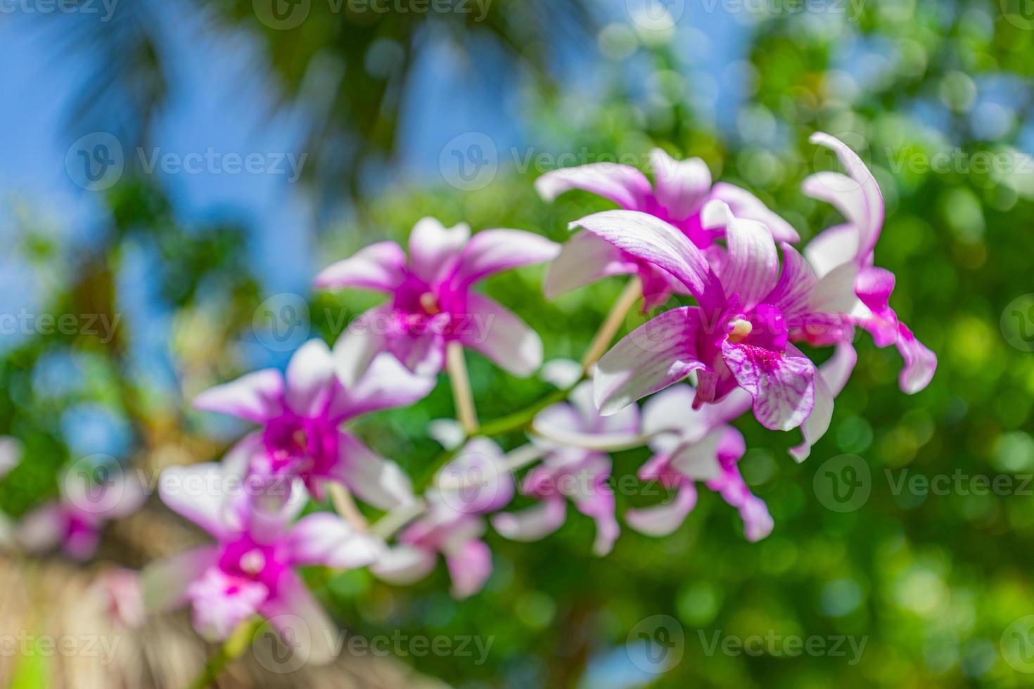 Pink purple phalaenopsis orchid flower on bokeh of green leaves background. Beautiful close-up nature vibrant relaxation floral concept. Tropical garden blooming flowers photo