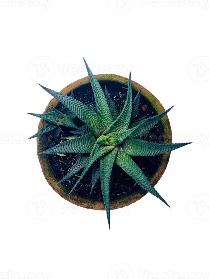 plante d'intérieur mini cactus png