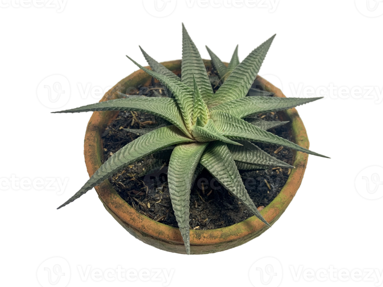 plante d'intérieur mini cactus png