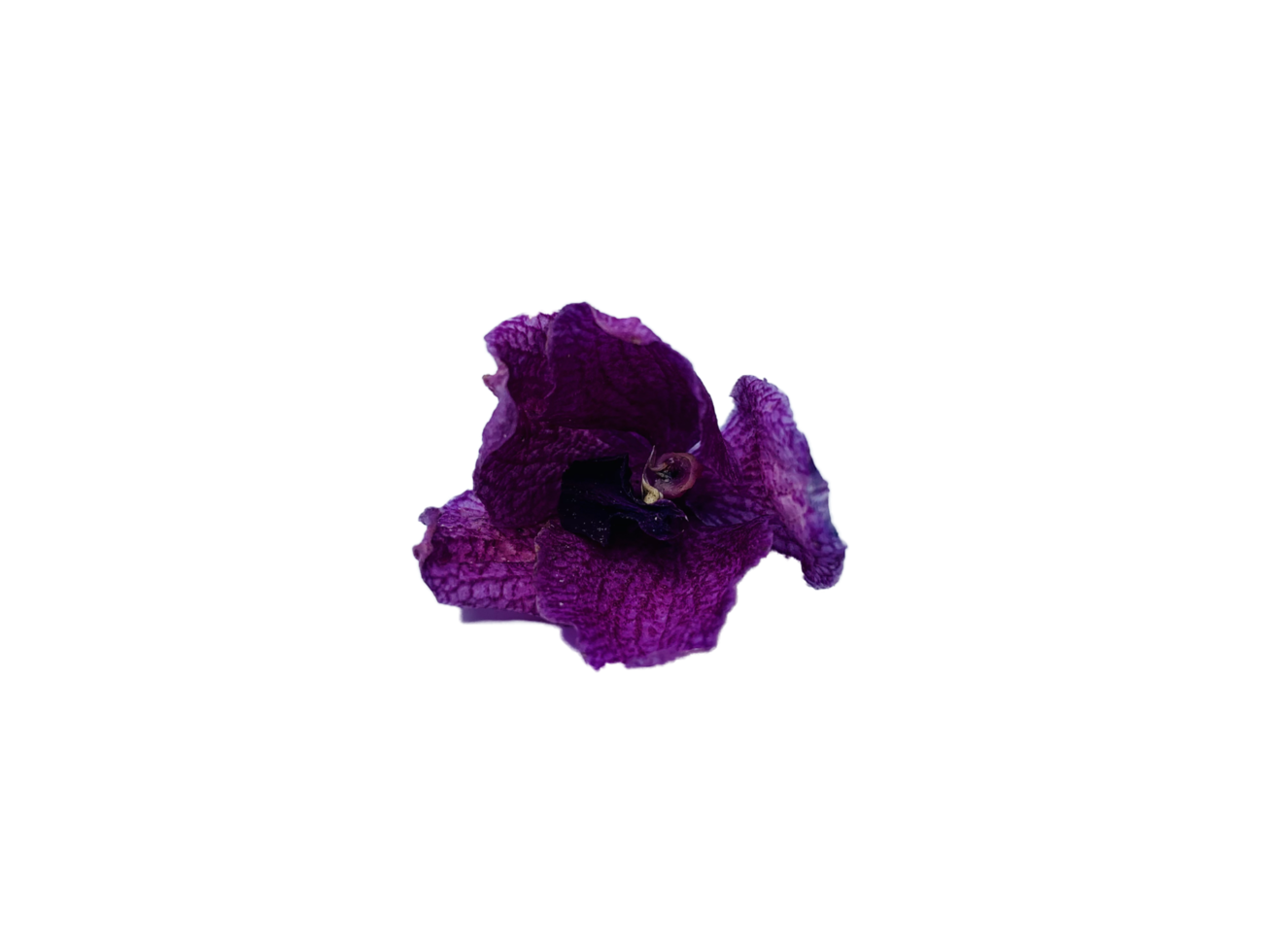 Beautifull Purple Ochids png