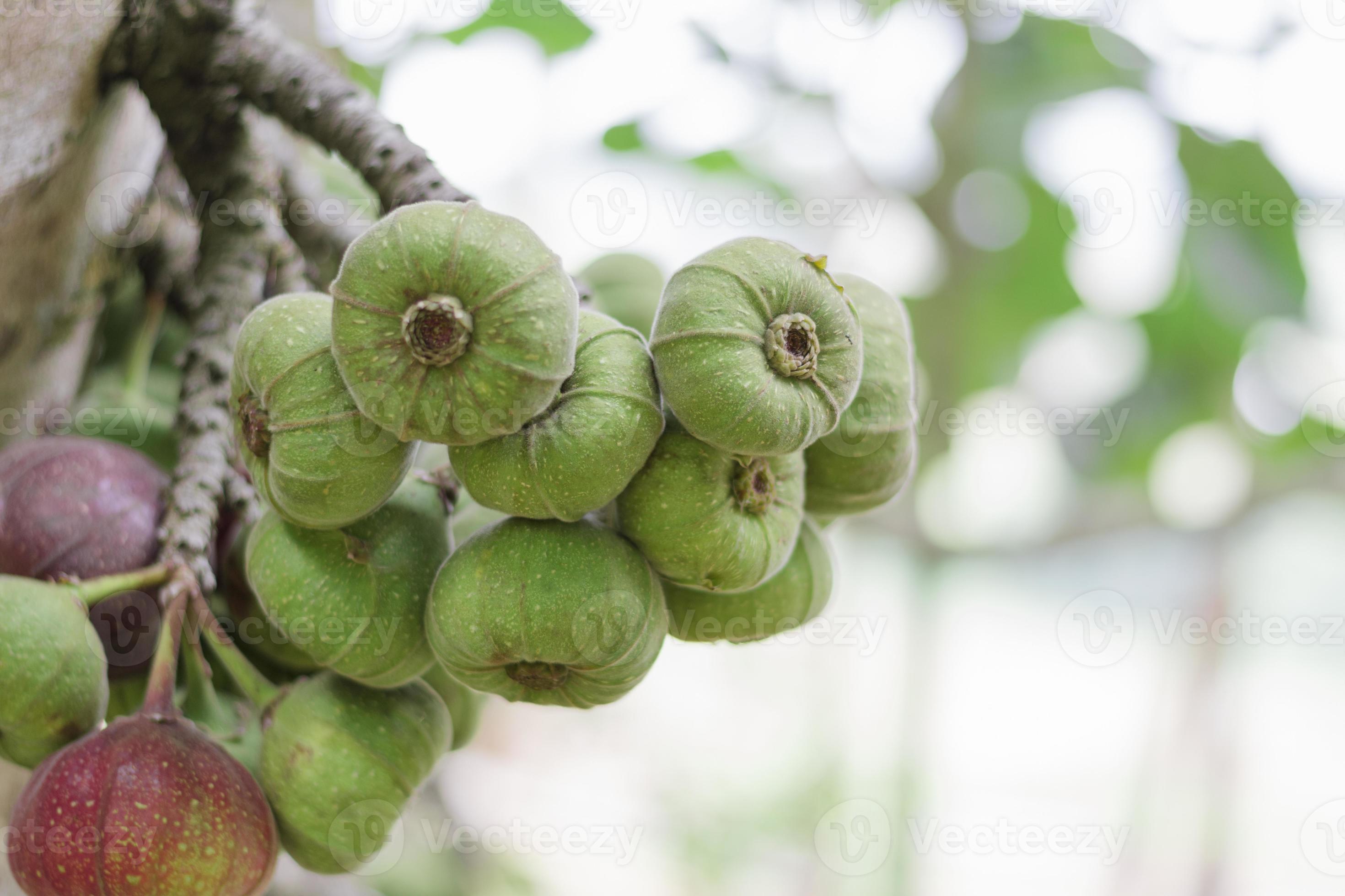 Healthy figs, purple and green figs on a fig tree in a farmer's organic