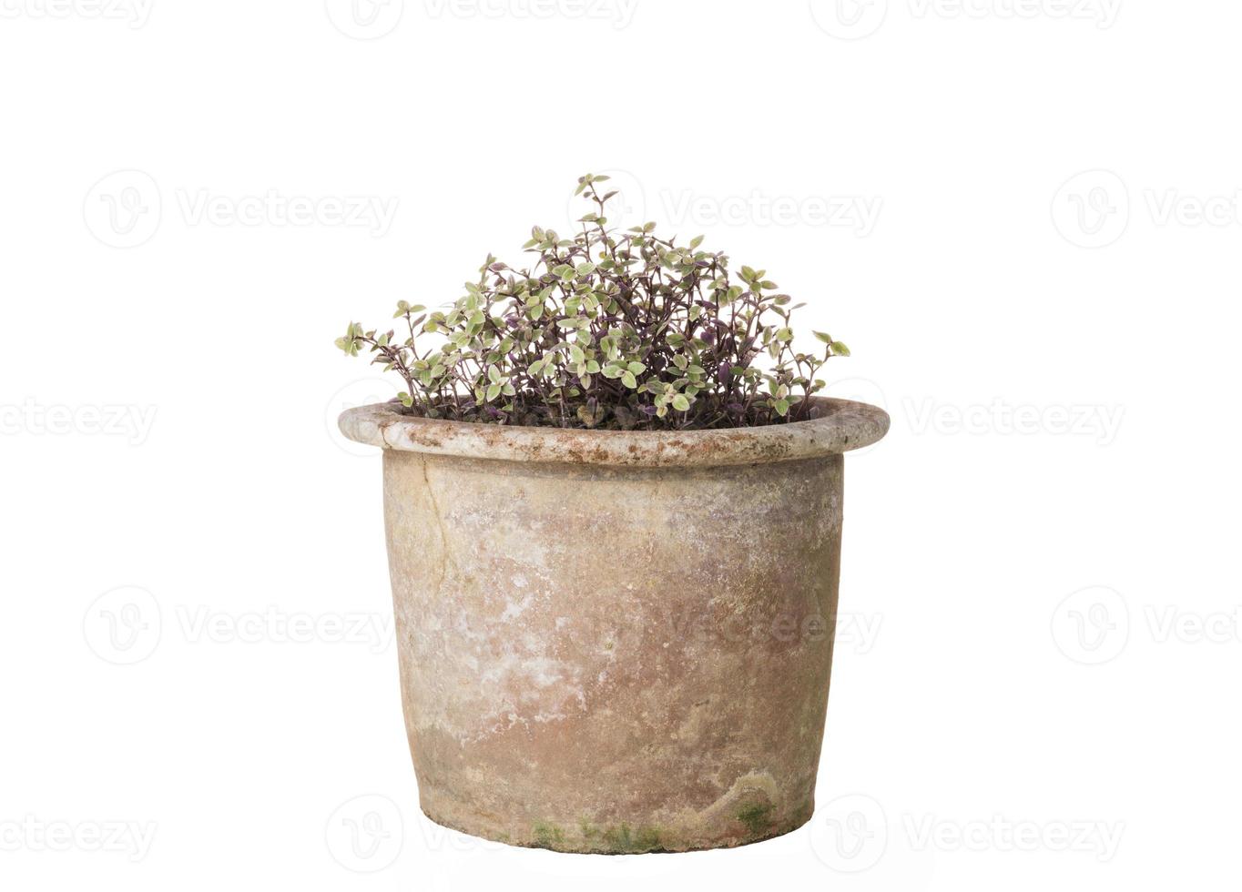 Green plants in old pots on white background. photo