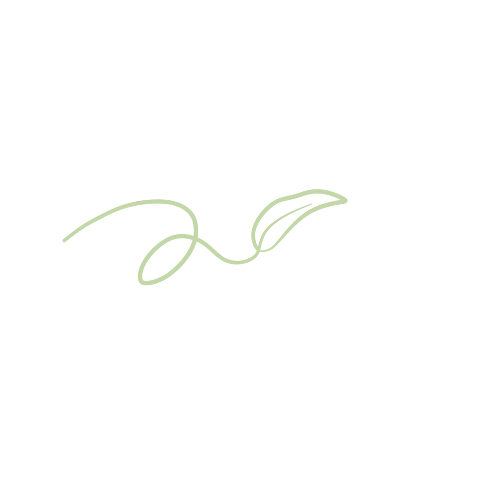 decorative Aesthetic Leaf png