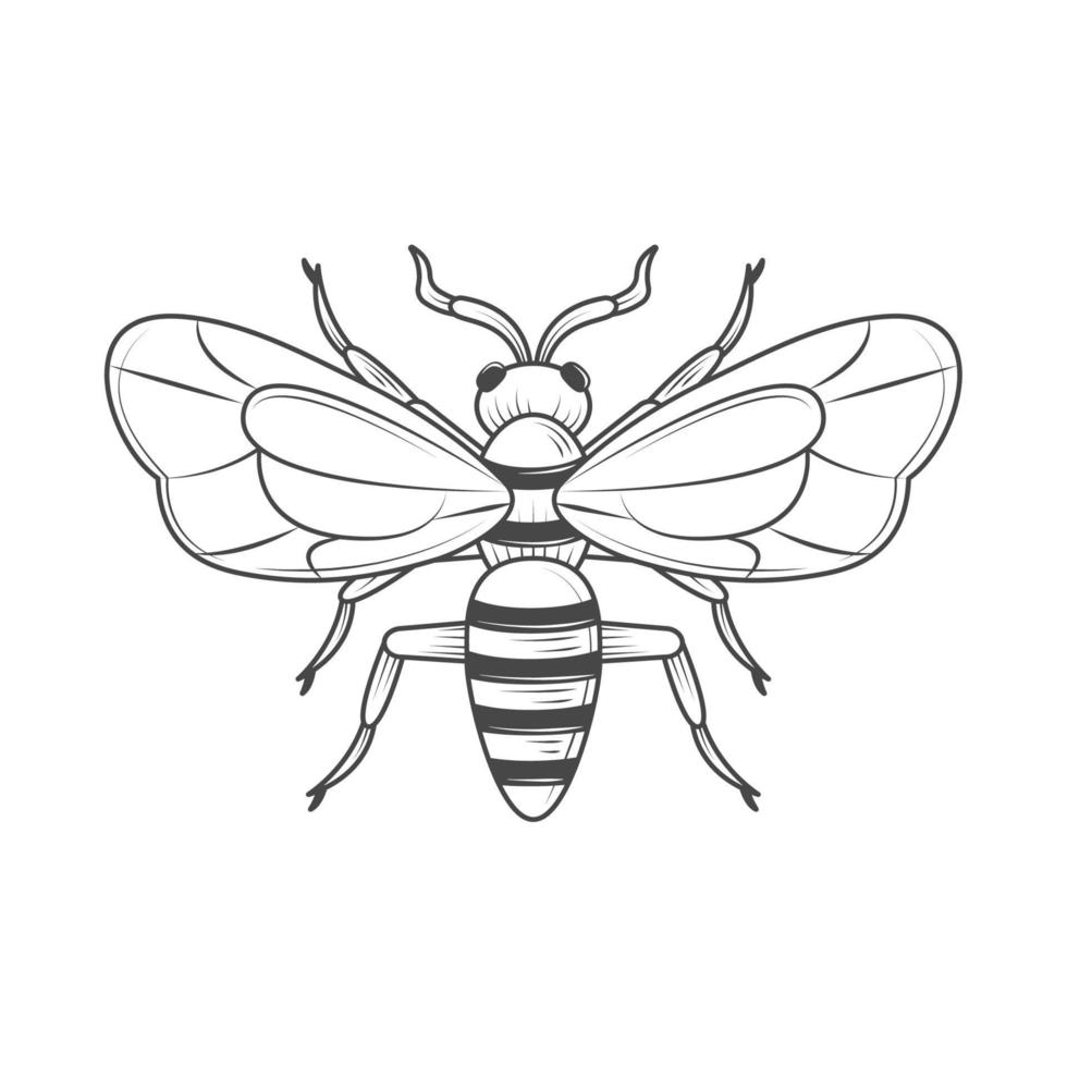 wasp insect animal vector