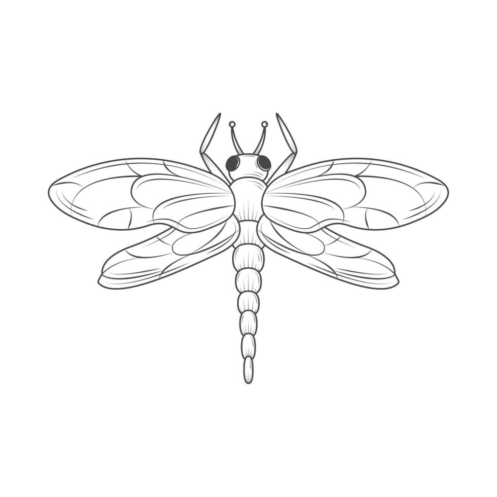 libélula insecto animal vector