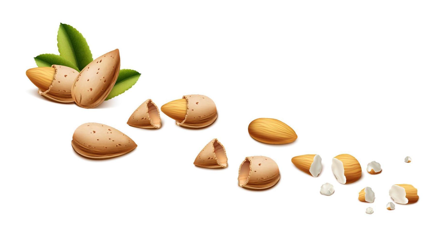 3d realistic vector icon. Almond nut shell, nuts and crumbs.  Isolated on white background.