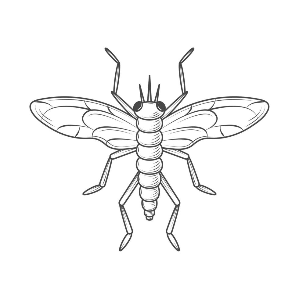 grasshopper insect icon vector