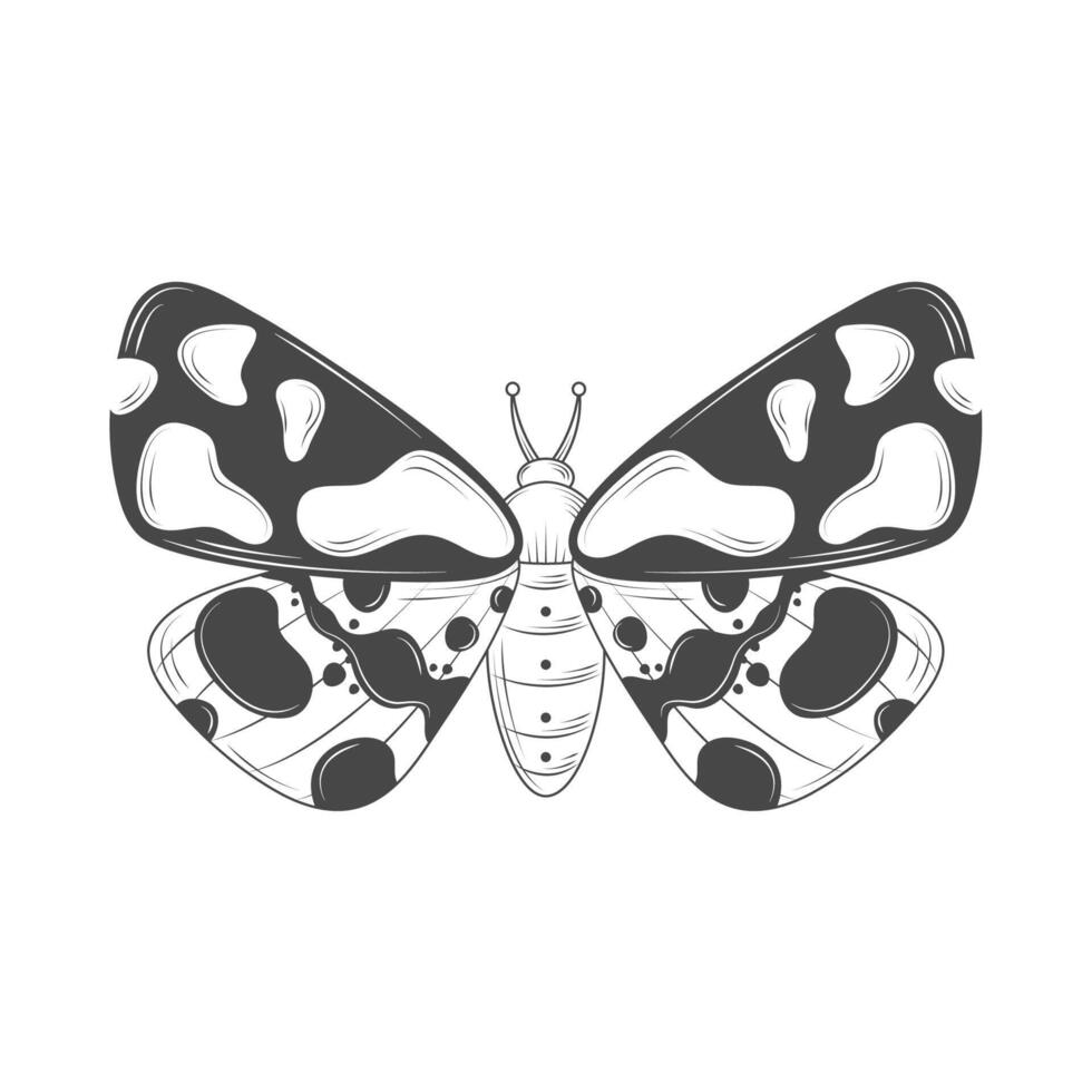 butterfly insect animal 14217386 Vector Art at Vecteezy